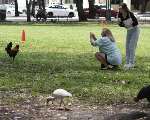 Wild chickens take over Miami while some embrace roosters as a cultural symbol