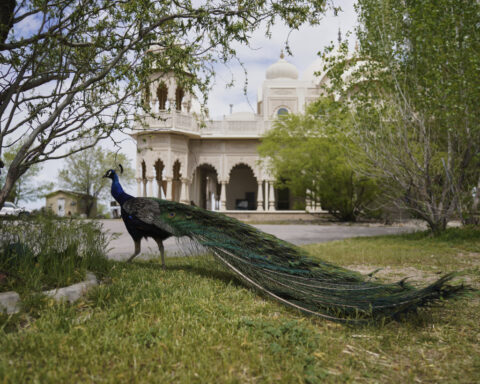 From radio waves to temple domes: The unexpected journey of a Krishna couple in Utah