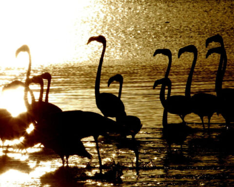 Lesser flamingos lose one of their only four African breeding sites to sewage