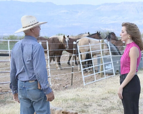 'We're a family': Rancher opens his gates to neighbors and livestock during Cody Fire evacuations
