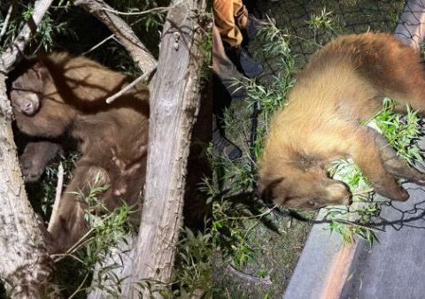 Bear safely captured after roaming around Utah neighborhood
