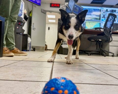 Meet Hercules and Ned, the border collies fending off wildlife at West Virginia’s busiest airport