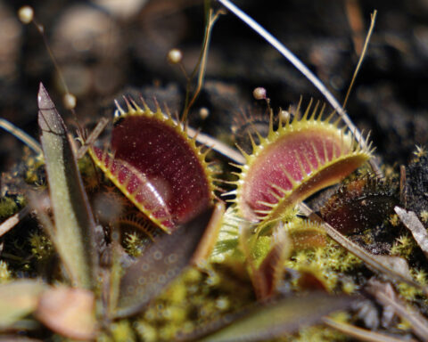 Insect-eating Venus flytraps thrive in the Carolinas as hikers peek into their native ecosystem