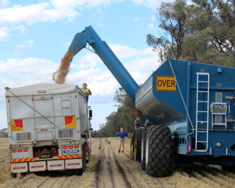 Weak Chinese demand leaves Australia with too much wheat