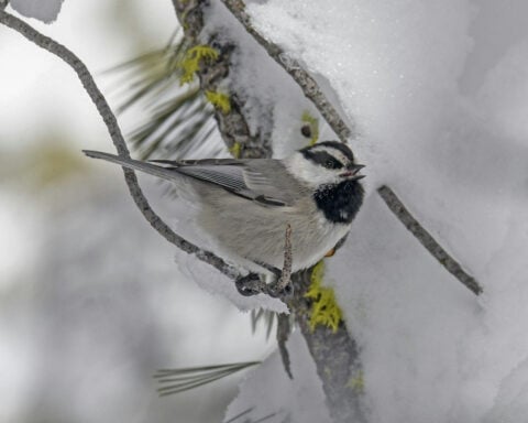 Mountain chickadee chatter: Scientists are decoding the songbird’s complex calls