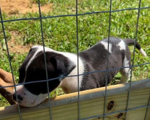 Abandoned pets leave couple with 21 dogs, 15 cats