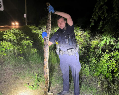 Escaped boa constrictor hit and killed by motorist northwest of Twin Cities, police say