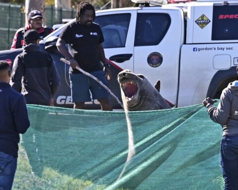 'How did you get here?' A large elephant seal is found lumbering along a South African street