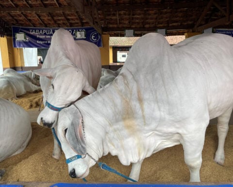 Brazil not testing cows for bird flu despite dairy cases in US