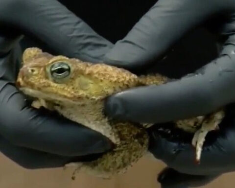 Lurking in the Lawn: Cane toad threat after dark
