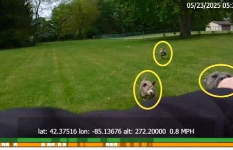 Dog killed after lunge at deputy, review underway
