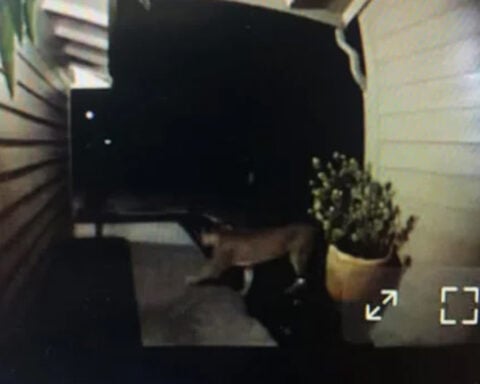 Police warn residents after apparent mountain lion spotted in neighborhood