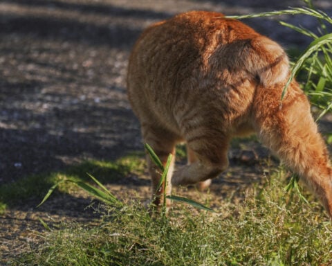 In Japan, rare bobtail cats are considered good luck. Nagasaki is filled with them