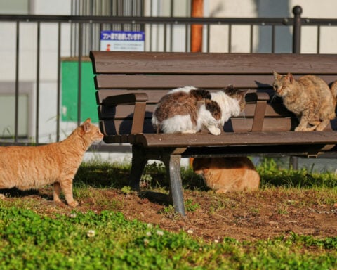 In Japan, rare bobtail cats are considered good luck. Nagasaki is filled with them