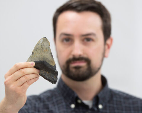 What megalodon really ate to meet its 100,000-calorie daily requirement, according to a new study