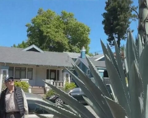 Giant agave in Oakland neighborhood drawing attention as it undergoes death bloom