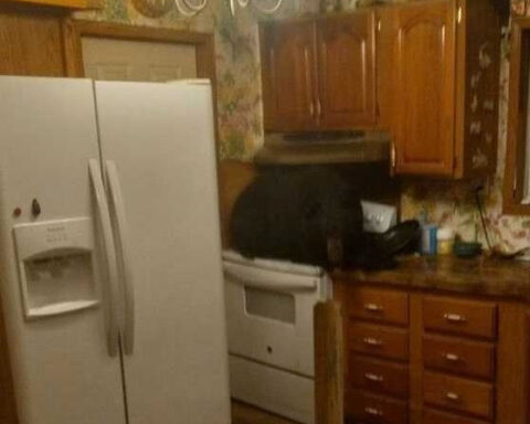 Kentucky family finds black bear in their home after it fell into the kitchen