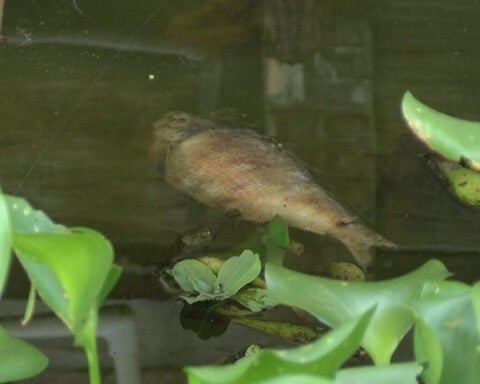 Fish kills may be on the way, LDWF warns: Here's how to report them