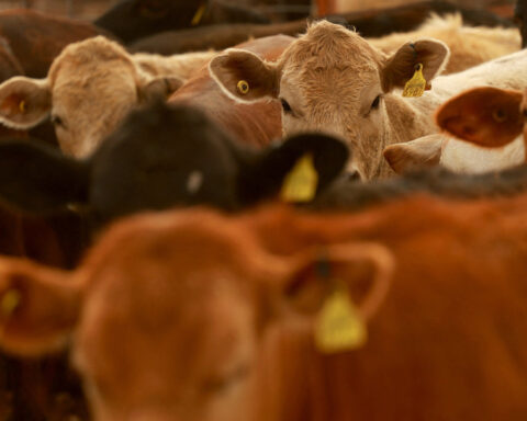US likely to resume Mexican cattle imports by year end, USDA chief veterinarian says