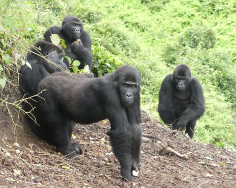 Gorillas once caught by wildlife traffickers are set free in historic reintroduction
