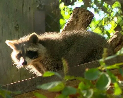 Raccoon attack prompts warnings from North Carolina officials