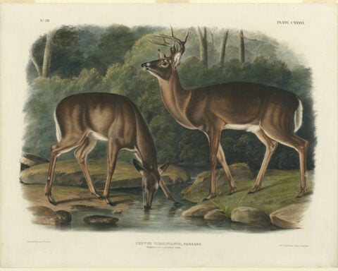 The rise and fall – and rise again – of white-tailed deer