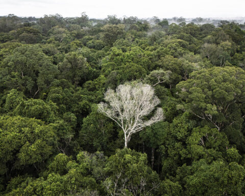 What would happen if the Amazon rainforest dried out? This decades-long experiment has some answers