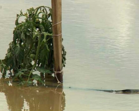 'Running the risk of losing fields': May's monsoons leave tomato farm under water
