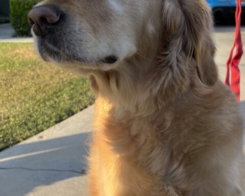 California family escapes fire thanks to loyal dog
