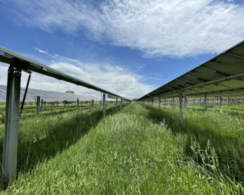 Solar panels’ shade helps boost Colorado grassland productivity in dry years