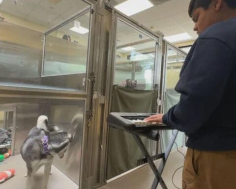 Animal shelter adopts music program to help calm pets, get them adopted