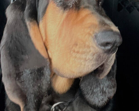 Bloodhounds hunting 'Devil in the Ozarks' fugitive are seen as key part of manhunt