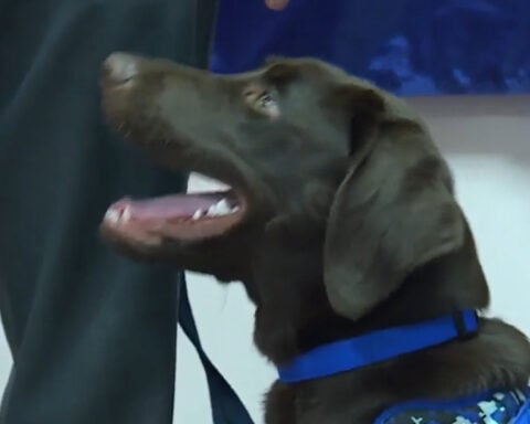 State of Maine's first comfort dog found dead in state vehicle, officials say