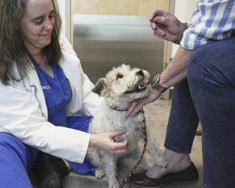 Dogs and cats can also suffer from allergies, but there are ways to help our furry friends