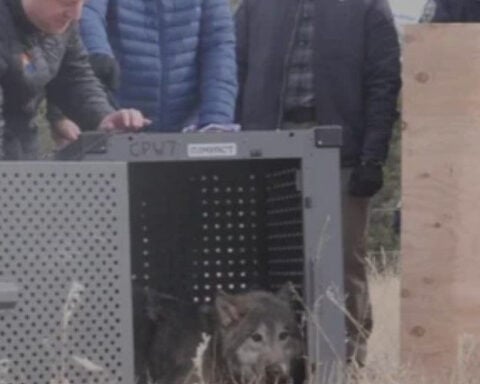 Colorado Parks and Wildlife makes "very difficult" decision to kill gray wolf in Pitkin County