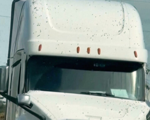 Millions of honeybees abuzz after truck overturns in Washington state
