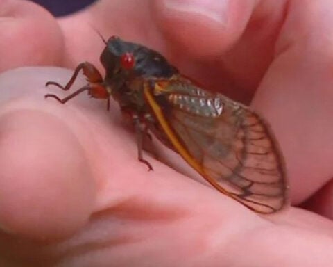 Cicadas emerge after 17 years underground. Why researchers test them for mercury.