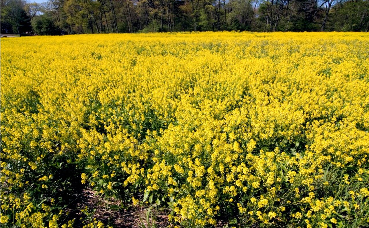 Black mustard
