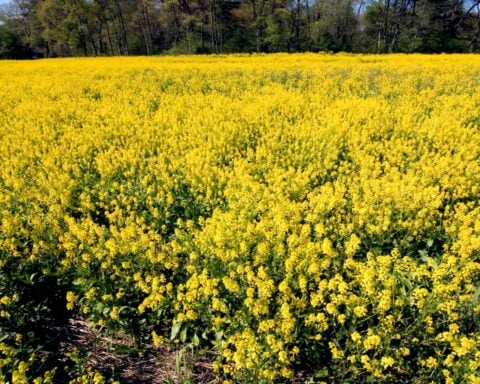 Volunteers target invasive black mustard to preserve Sepulveda basin ecosystem