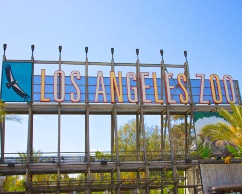 Will Billy and Tina find freedom? Activists challenge zoo move