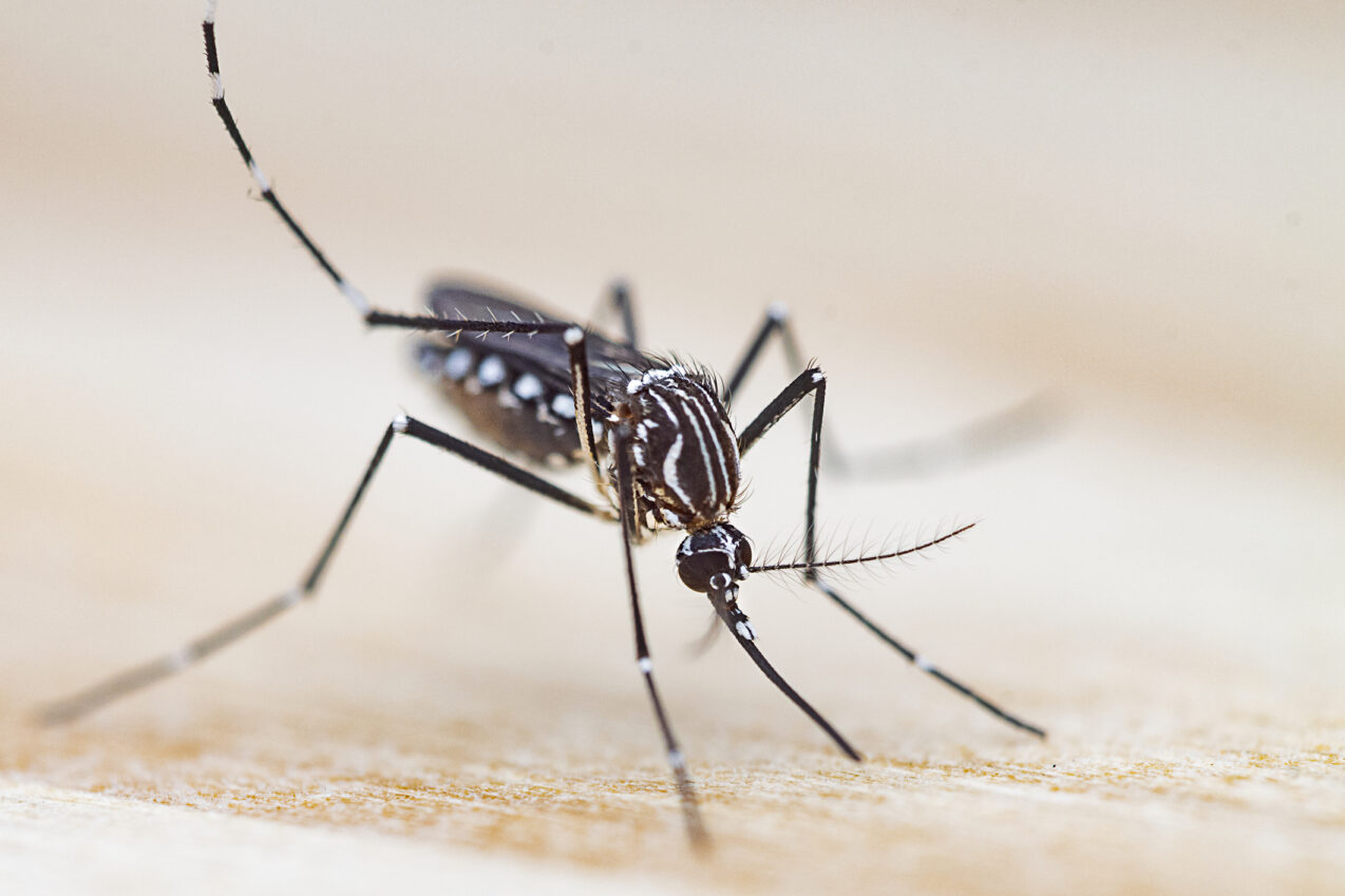 mosquito