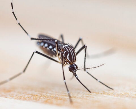 L.A. released thousands of mosquitoes last year. They could be helping prevent infectious disease.