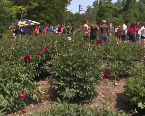 Thousands of peonies destroyed at University of Michigan garden