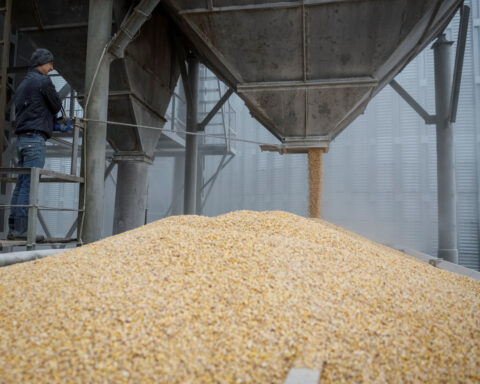 Ukraine's 2025 grain harvest may fall 10%, minister says