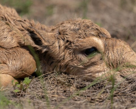 Russian farmers appeal to Putin for help against antelope invasion