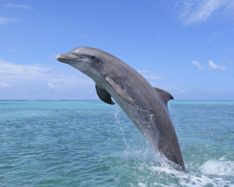 A bottlenose dolphin? Or Tursiops truncatus? Why biologists give organisms those strange, unpronounceable names