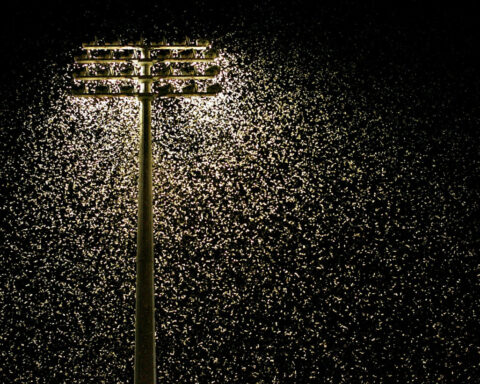 It’s miller moth season in Colorado – an entomologist explains why they’re important and where they’re headed
