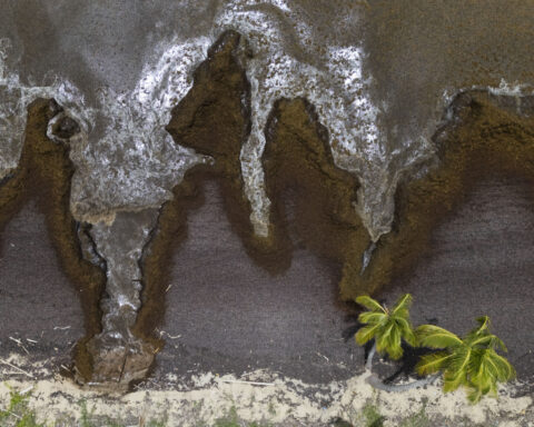 Scientists say a record amount of seaweed hit the Caribbean and nearby areas in May