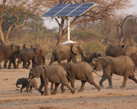 Zimbabwe issues permits for cull of at least 50 elephants