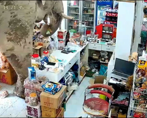 ‘I think he just wanted snacks’: Thai shopkeeper caught off guard as wild elephant visits store